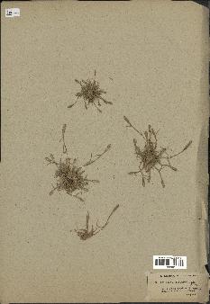spécimen de Crypsis alopecuroides