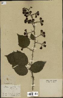 spécimen de Rubus elongatispinus