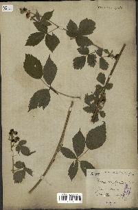 spécimen de Rubus corylifolius