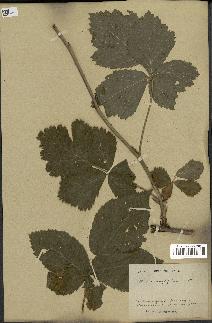 spécimen de Rubus corylifolius