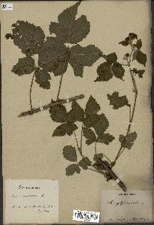 spécimen de Rubus corylifolius