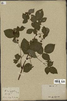 spécimen de Rubus corylifolius