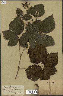 spécimen de Rubus corylifolius