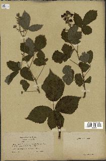 spécimen de Rubus corylifolius