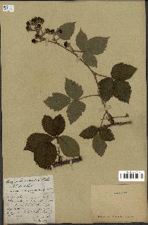 spécimen de Rubus corylifolius