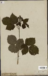 spécimen de Rubus corylifolius