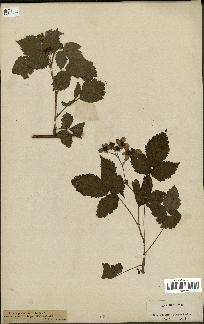 spécimen de Rubus corylifolius