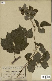 spécimen de Rubus corylifolius