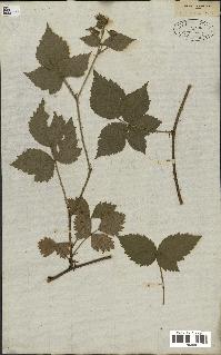 spécimen de Rubus corylifolius