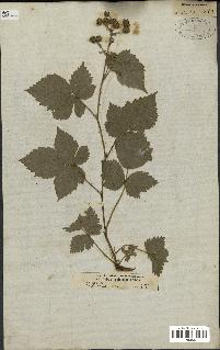 spécimen de Rubus corylifolius