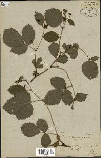 spécimen de Rubus corylifolius