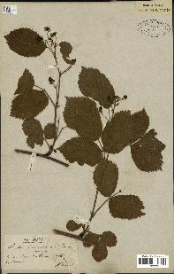 spécimen de Rubus corylifolius