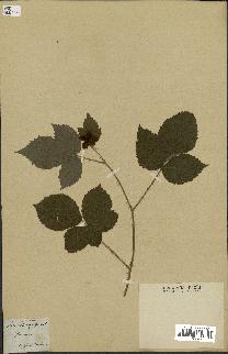 spécimen de Rubus corylifolius