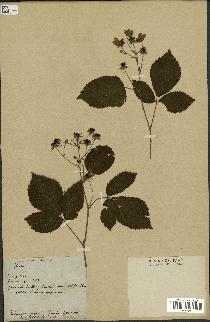 spécimen de Rubus corylifolius