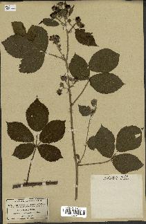 spécimen de Rubus corylifolius