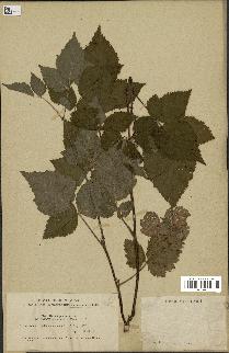 spécimen de Rubus corylifolius