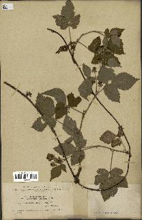 spécimen de Rubus corylifolius