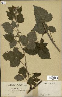 spécimen de Rubus corylifolius