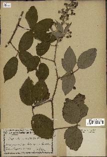 spécimen de Rubus divaricatus