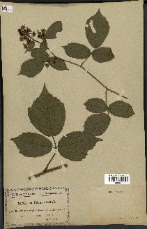 spécimen de Rubus foliosus