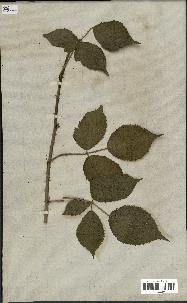 spécimen de Rubus foliosus