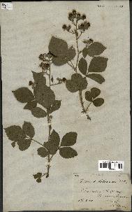 spécimen de Rubus foliosus