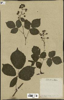 spécimen de Rubus foliosus