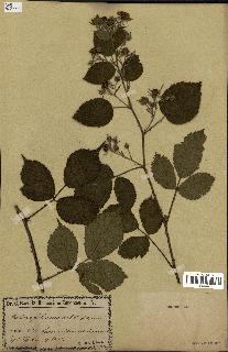 spécimen de Rubus foliosus