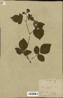 spécimen de Rubus foliosus