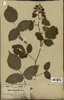 spécimen de Rubus foliosus