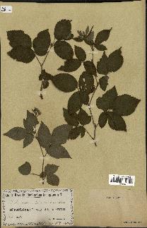 spécimen de Rubus foliosus