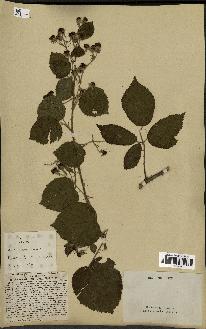 spécimen de Rubus lejeunei