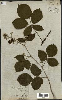 spécimen de Rubus lejeunei