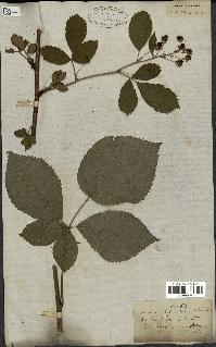 spécimen de Rubus nessensis