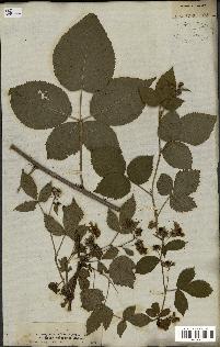 spécimen de Rubus nessensis