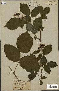 spécimen de Rubus nessensis