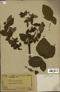 spécimen de Rubus nessensis