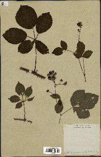 spécimen de Rubus nessensis