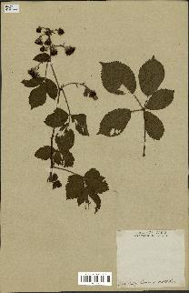 spécimen de Rubus nessensis