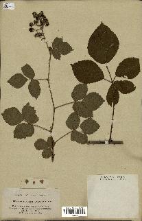 spécimen de Rubus nessensis