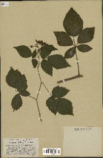 spécimen de Rubus obscurus