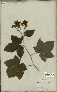 spécimen de Rubus odoratus