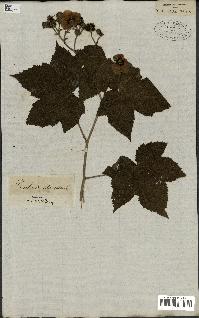 spécimen de Rubus odoratus