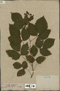 spécimen de Rubus obscurus