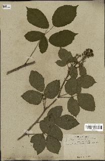 spécimen de Rubus obscurus