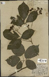 spécimen de Rubus obscurus