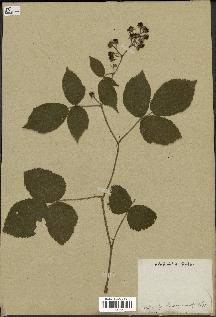 spécimen de Rubus hirtus