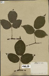 spécimen de Rubus hirtus