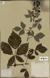 spécimen de Rubus hirtus