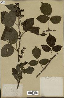 spécimen de Rubus hirtus